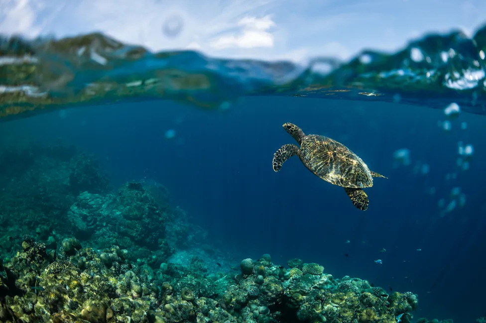 Kajacima protiv „ecocida“: Mladi aktivisti na Maldivima brane mangrove i budućnost ostrva