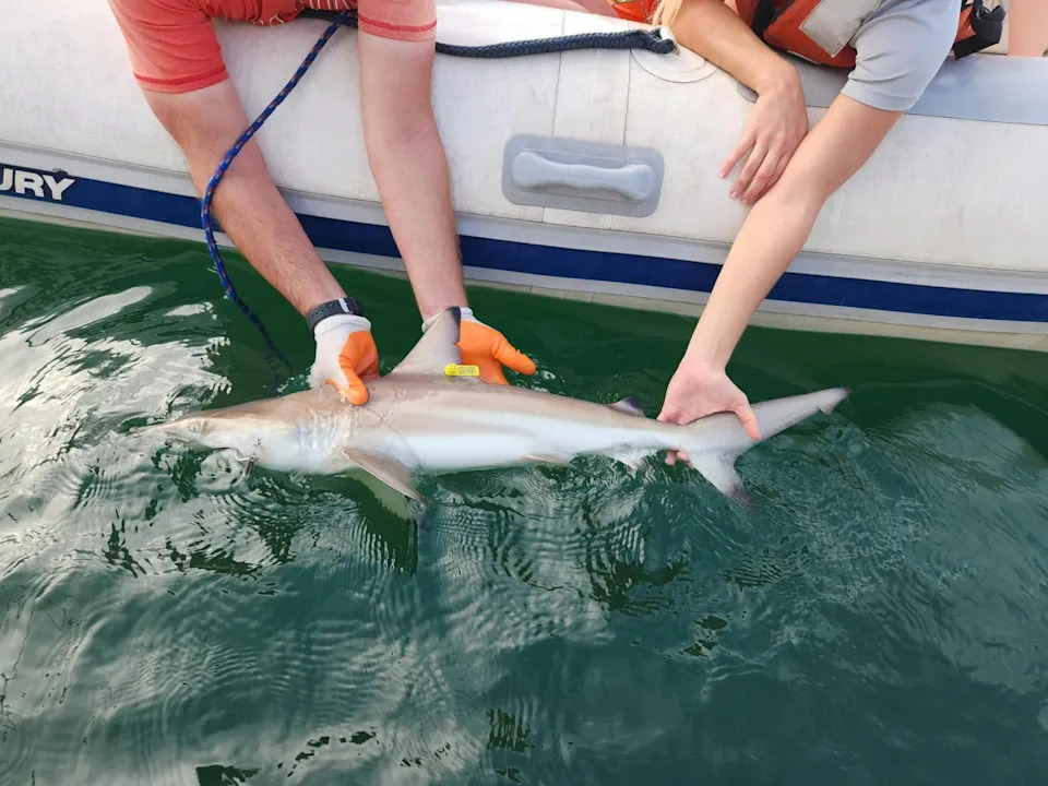 Hilo Bay Named First Documented Blacktip Shark Nursery in Hawaiian Waters