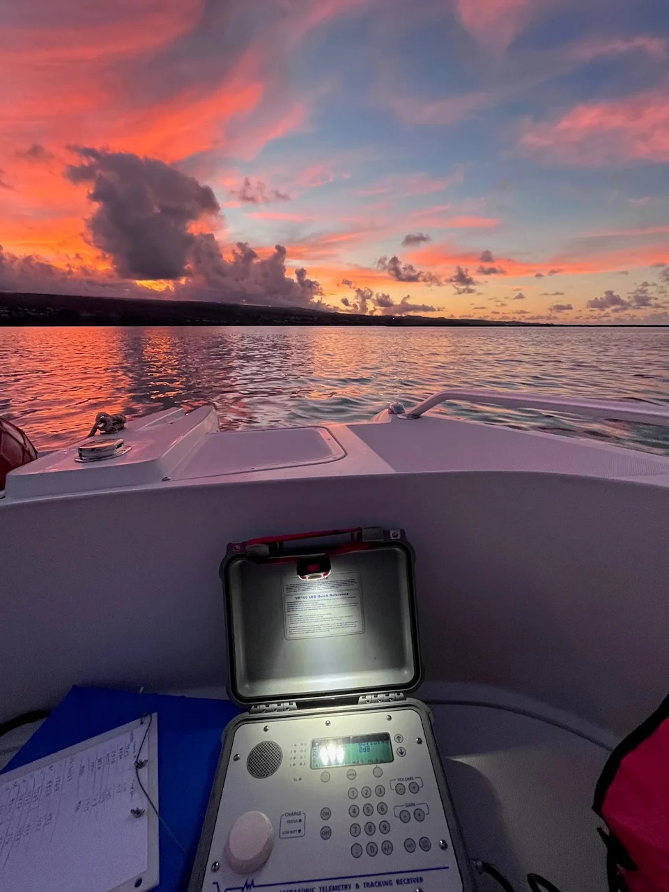 Hilo Bay Named First Documented Blacktip Shark Nursery in Hawaiian Waters
