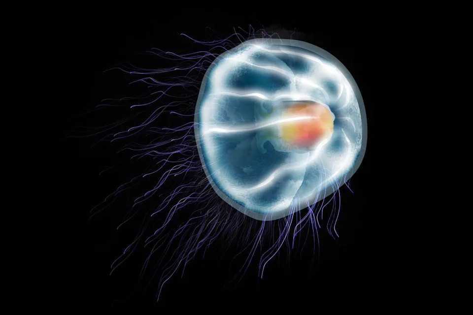 Besmrtna meduza Turritopsis dohrnii: Kako 'restartuje' život i može teoretski živeti zauvek