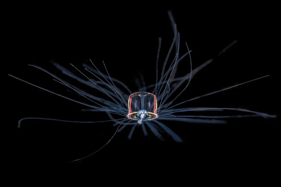 Besmrtna meduza Turritopsis dohrnii: Kako 'restartuje' život i može teoretski živeti zauvek