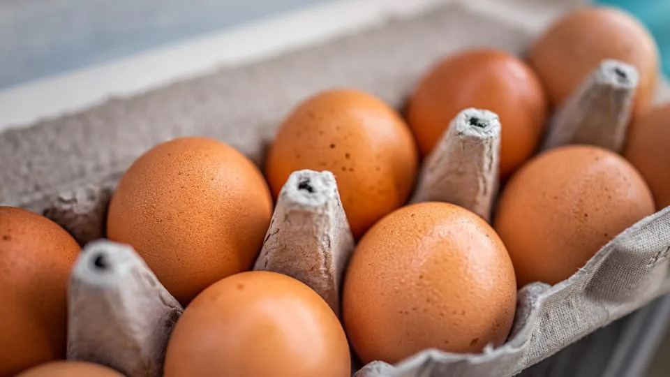 Summer Salmonella Surge: Eggs, Jalapeños, Backyard Birds and Pet Chameleons Linked to Hundreds of Illnesses