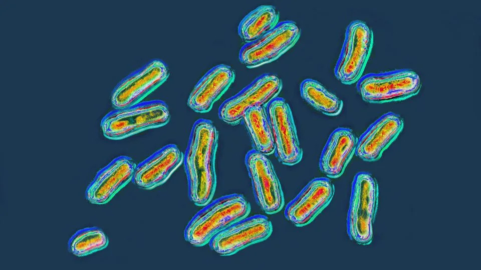 Summer Salmonella Surge: Eggs, Jalapeños, Backyard Birds and Pet Chameleons Linked to Hundreds of Illnesses