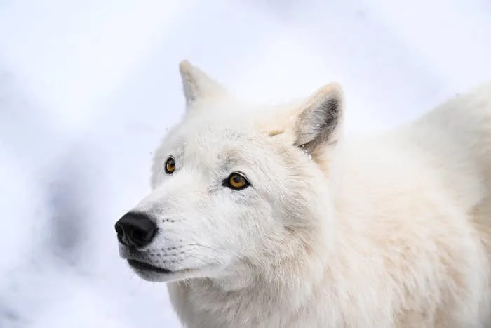 Online Outrage After Trump Signs Measure Critics Say Threatens Wildlife