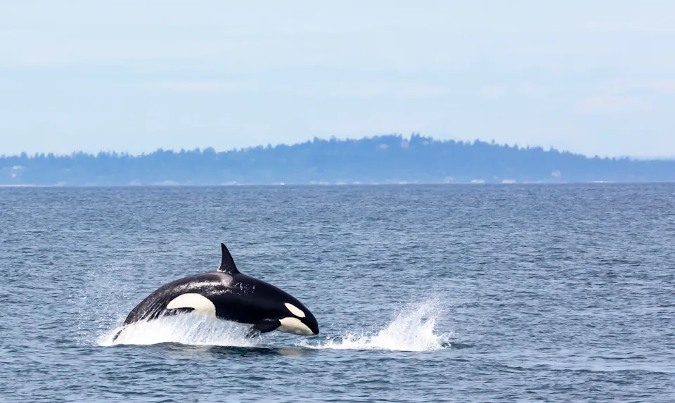 Online Outrage After Trump Signs Measure Critics Say Threatens Wildlife