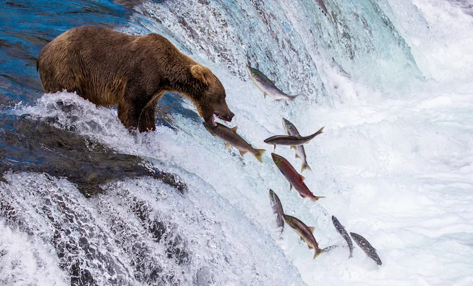 Online Outrage After Trump Signs Measure Critics Say Threatens Wildlife