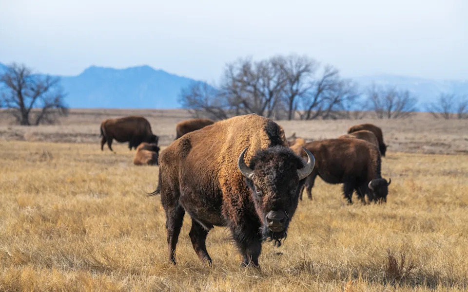 Online Outrage After Trump Signs Measure Critics Say Threatens Wildlife