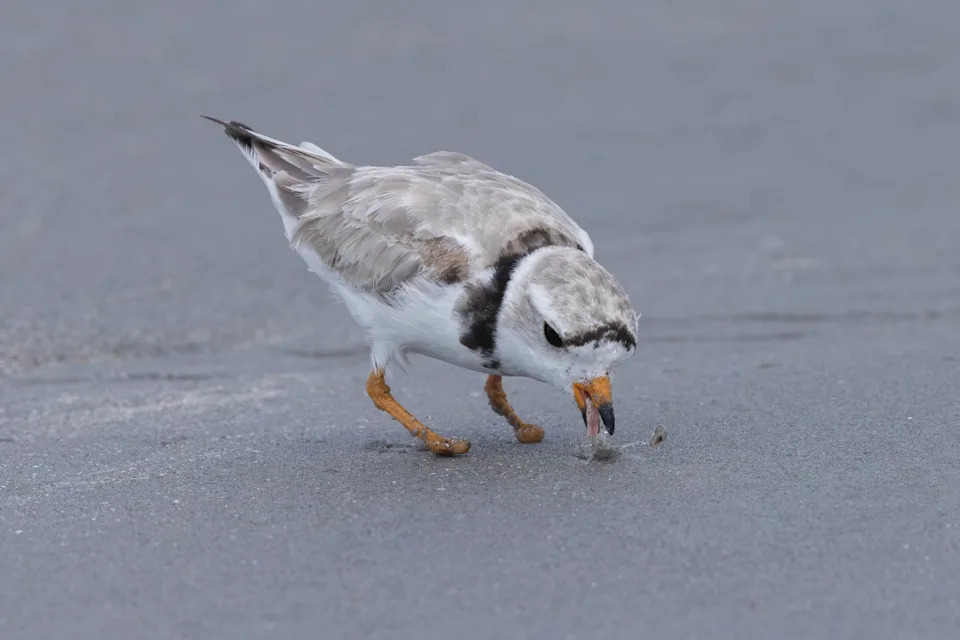Phoenix the Footless: Piping Plover Survives After Losing Toes to Fishing Line