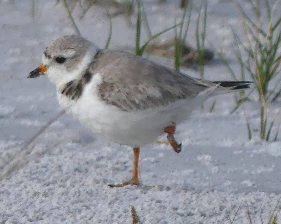 Phoenix the Footless: Piping Plover Survives After Losing Toes to Fishing Line