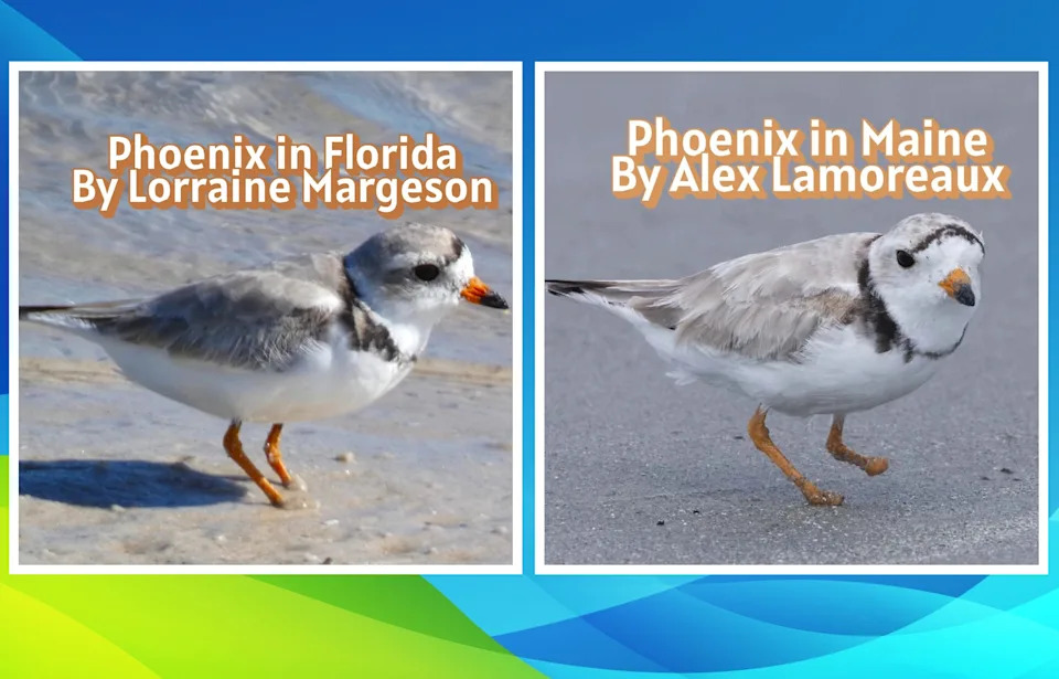 Phoenix the Footless: Piping Plover Survives After Losing Toes to Fishing Line