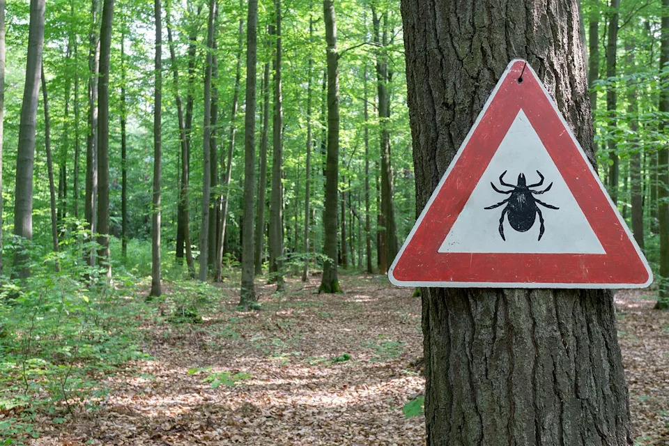 Četvrti Slučaj 'Zajčje Groznice' Potvrđen u Okrugu Suffolk — Šta Treba Znati