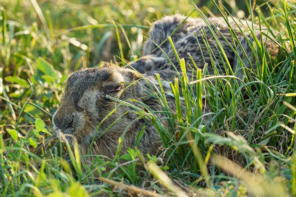 Četvrti Slučaj 'Zajčje Groznice' Potvrđen u Okrugu Suffolk — Šta Treba Znati