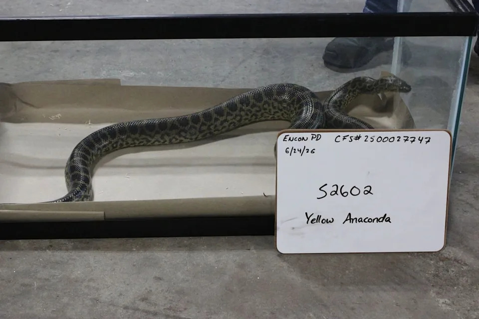 Rattlesnakes, a Cobra and Two Anacondas: 49 Reptiles Seized in Connecticut Warehouse; Two Men Charged