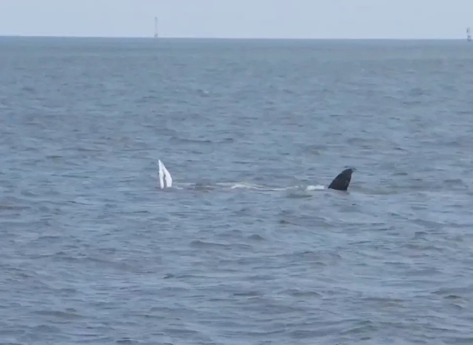 Majestic Humpback Breaches Near NYC Skyline — Gotham Whale Marks 500th Cataloged Individual