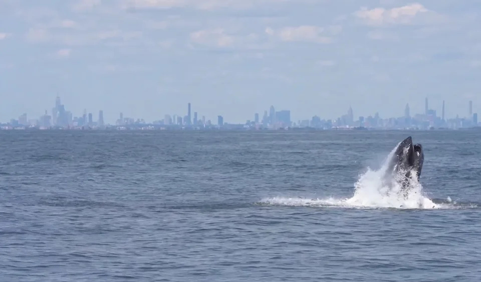 Majestic Humpback Breaches Near NYC Skyline — Gotham Whale Marks 500th Cataloged Individual