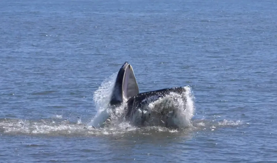 Majestic Humpback Breaches Near NYC Skyline — Gotham Whale Marks 500th Cataloged Individual