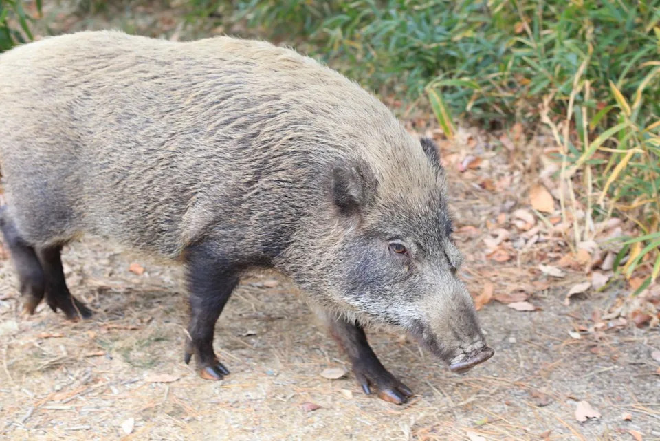 Na 'Ostrvu Zečeva' Turisti Pretvaraju Divlje Svinje U Lovce: Studija Upozorava