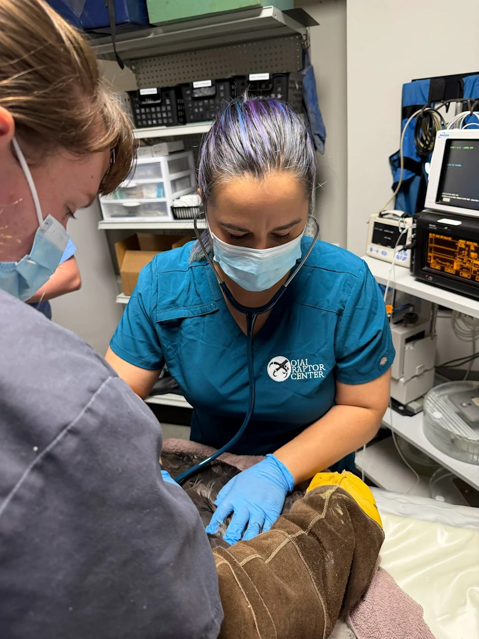 Jackie the Bald Eagle Remains Critical as Blood Levels Plummet; Rescue Team Seeks Support