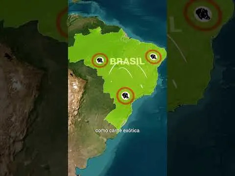 Divlje svinje u Brazilu šire bakterije otporne na antibiotike — nova studija poziva na nadzor