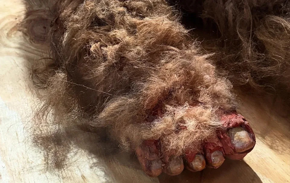 Bigfoot Hunter Threatens $10M Lawsuit After Cornell Denies DNA Tests on 'Dack'