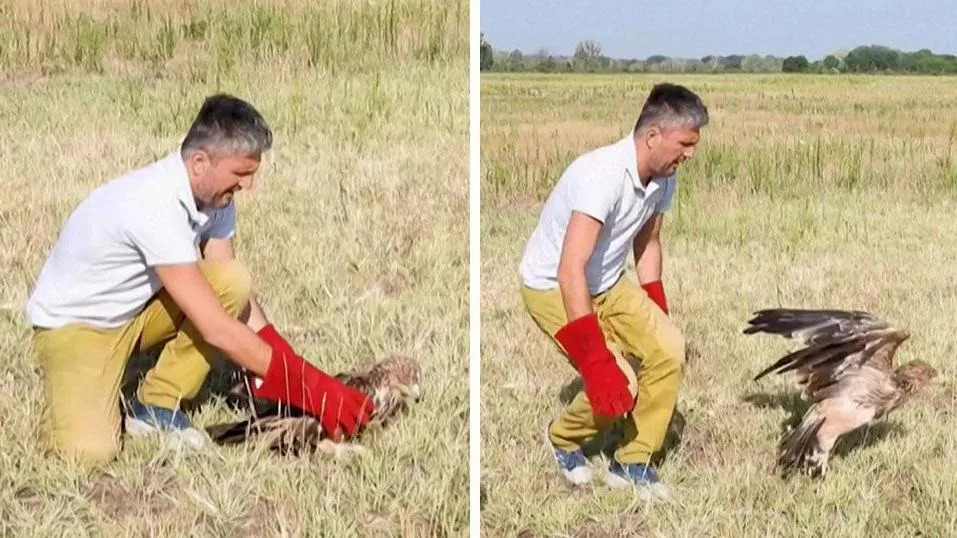 Feliks Je Spasen: Retki Istočni Orao Vraćen U Prirodu U Srbiji