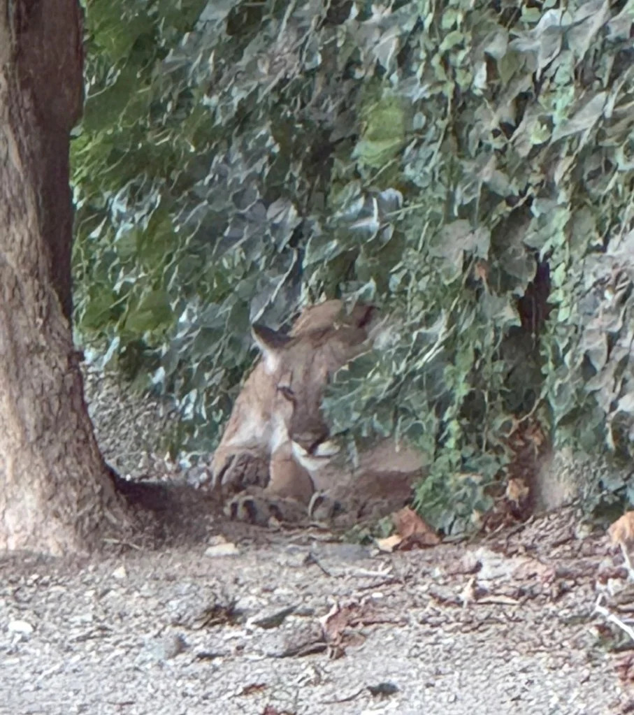 Female Mountain Lion Roams San Dimas Streets, Prompting Neighborhood Lockdown and Rescue