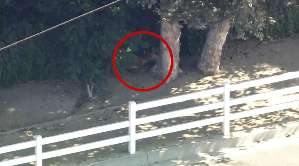 Female Mountain Lion Roams San Dimas Streets, Prompting Neighborhood Lockdown and Rescue
