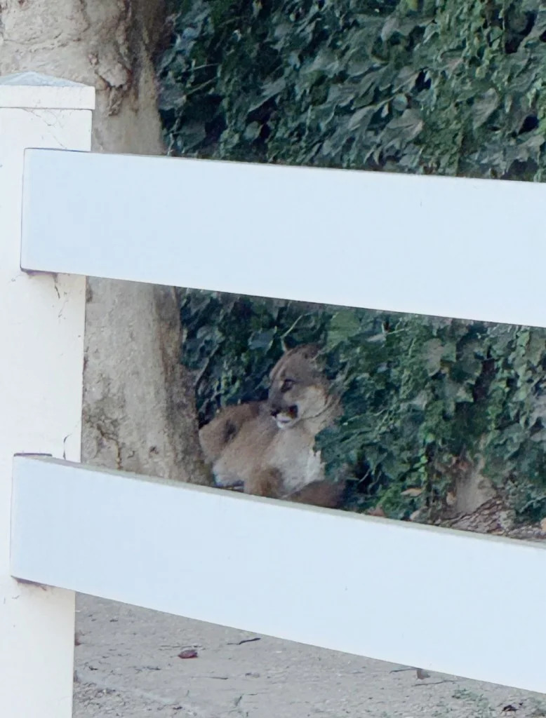 Female Mountain Lion Roams San Dimas Streets, Prompting Neighborhood Lockdown and Rescue