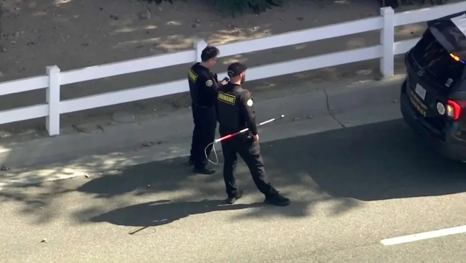 Female Mountain Lion Roams San Dimas Streets, Prompting Neighborhood Lockdown and Rescue