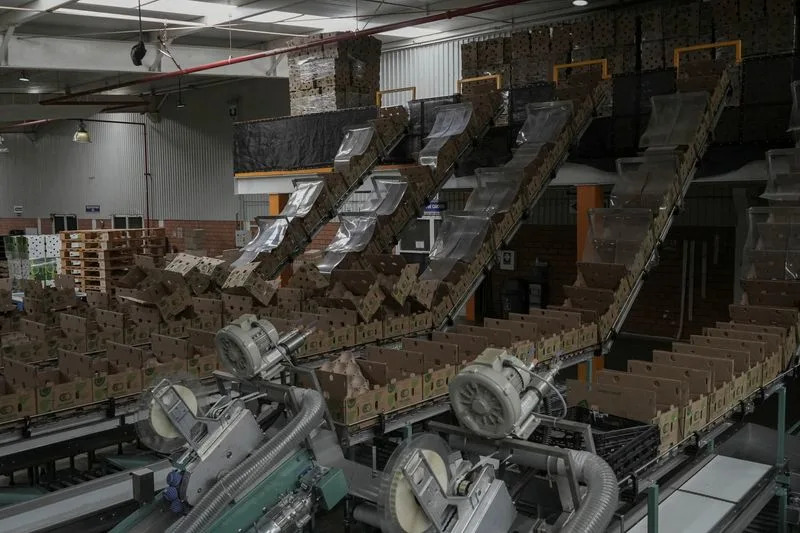 U.S. Partially Resumes Operations in Michoacán Amid Avocado Export Security Concerns