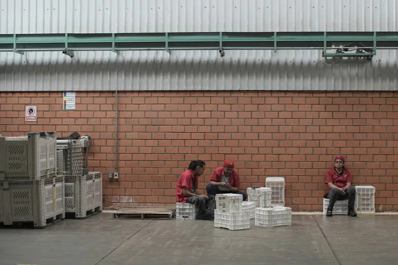 U.S. Partially Resumes Operations in Michoacán Amid Avocado Export Security Concerns