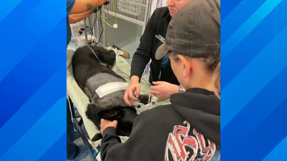 Polk County K9 ‘Ace’ Loses Leg After Being Shot During Arrest Attempt; Suspect Killed