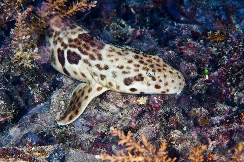 New Map of Asia’s Shark and Ray Hotspots Reveals Major Protection Gaps