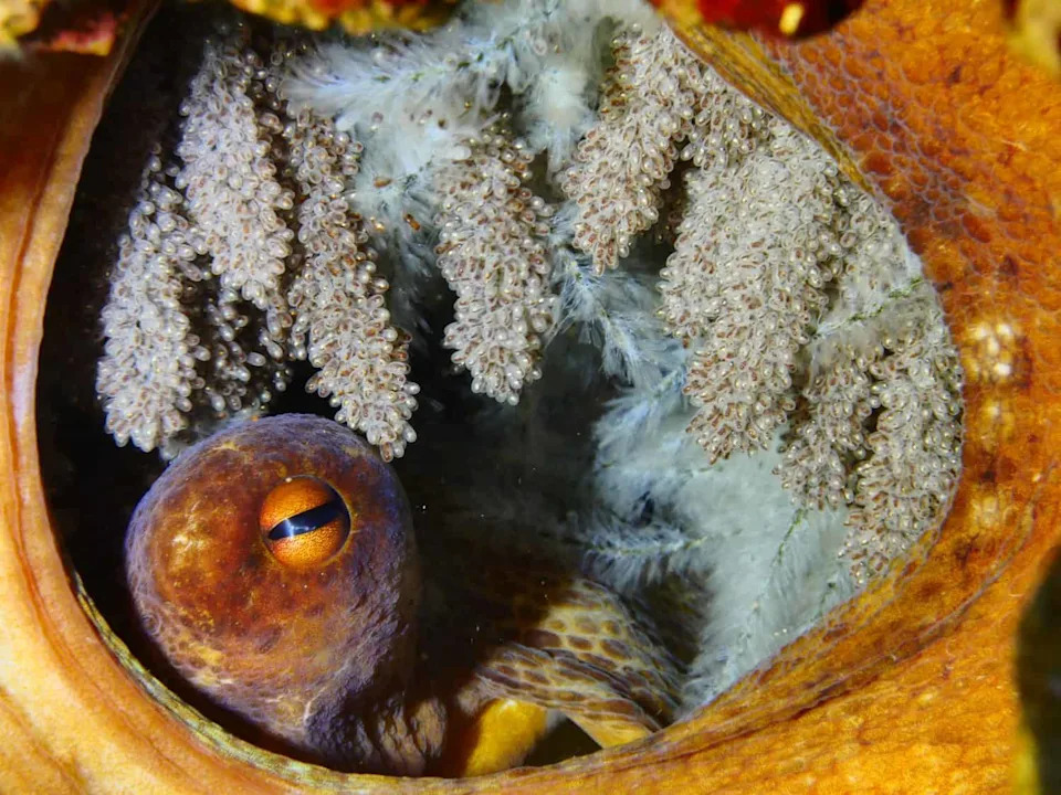 Hobotnice Imitiraju Boje Iako Ne Vide Boje — Kako To Rade?