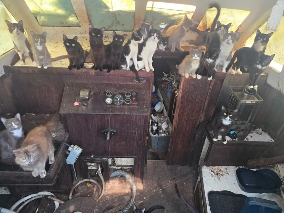 Mystery 'Cat Boat': Police Rescue More Than 30 Cats From Abandoned Vessel Near Tacoma