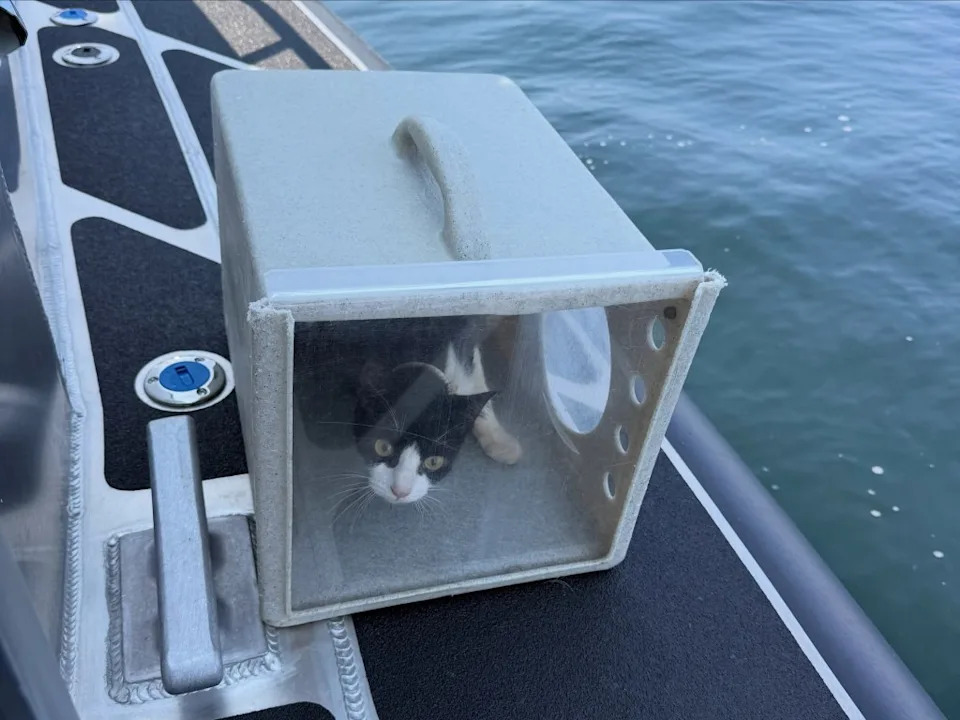 Mystery 'Cat Boat': Police Rescue More Than 30 Cats From Abandoned Vessel Near Tacoma