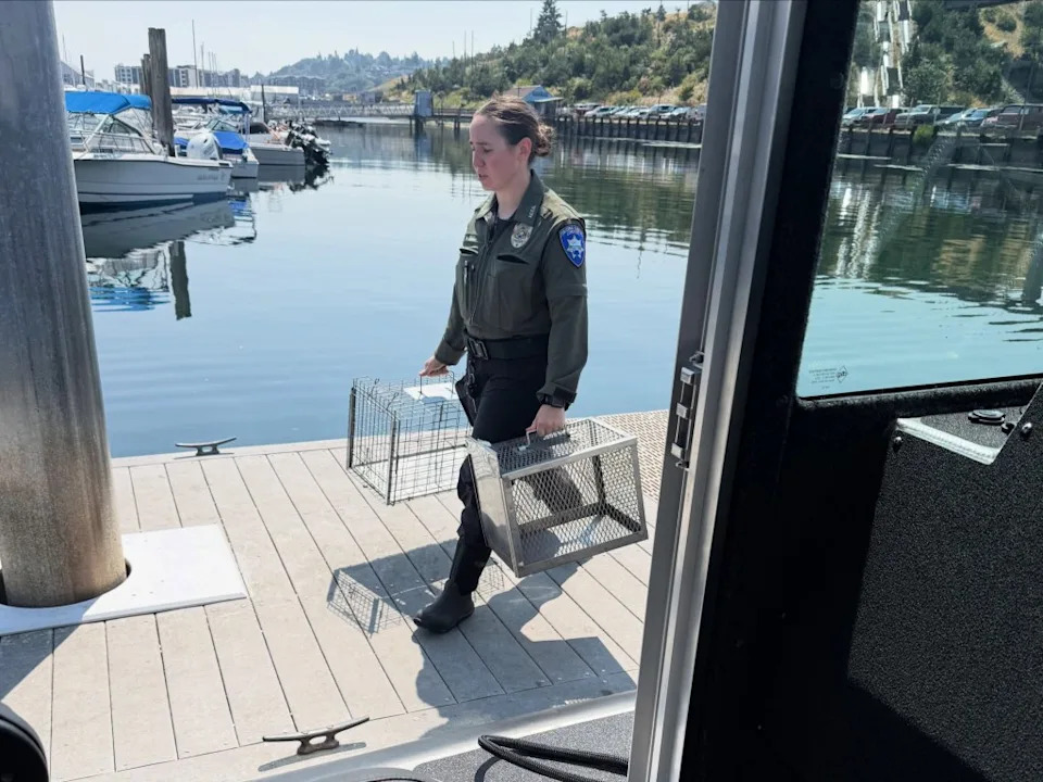Mystery 'Cat Boat': Police Rescue More Than 30 Cats From Abandoned Vessel Near Tacoma