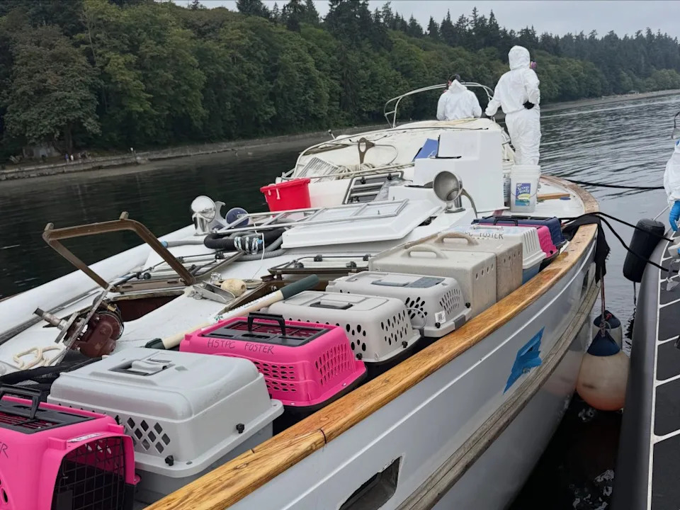 Mystery 'Cat Boat': Police Rescue More Than 30 Cats From Abandoned Vessel Near Tacoma