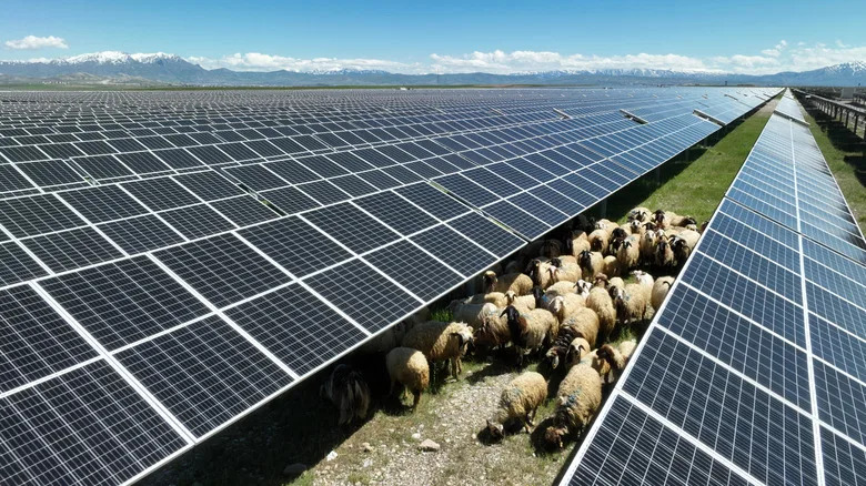 Farmeri Uzgojili Krave Posebno Prilagođene Za Ispašu Na Solarnim Farmama