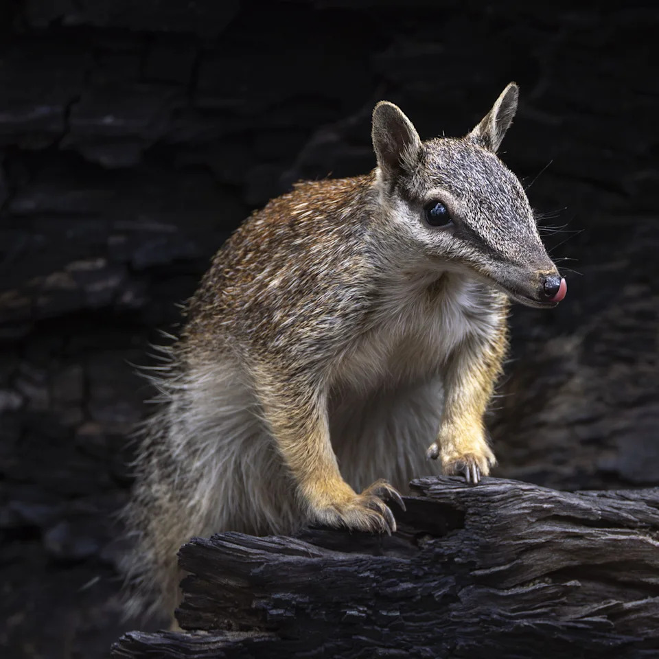 Australija: Žarište Izumiranja — Ali Numbat Donosi Tračak Nade