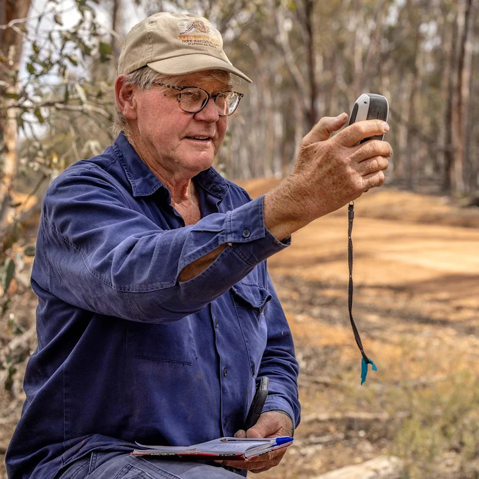 Australija: Žarište Izumiranja — Ali Numbat Donosi Tračak Nade