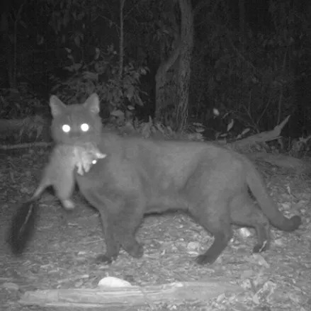 Australija: Žarište Izumiranja — Ali Numbat Donosi Tračak Nade