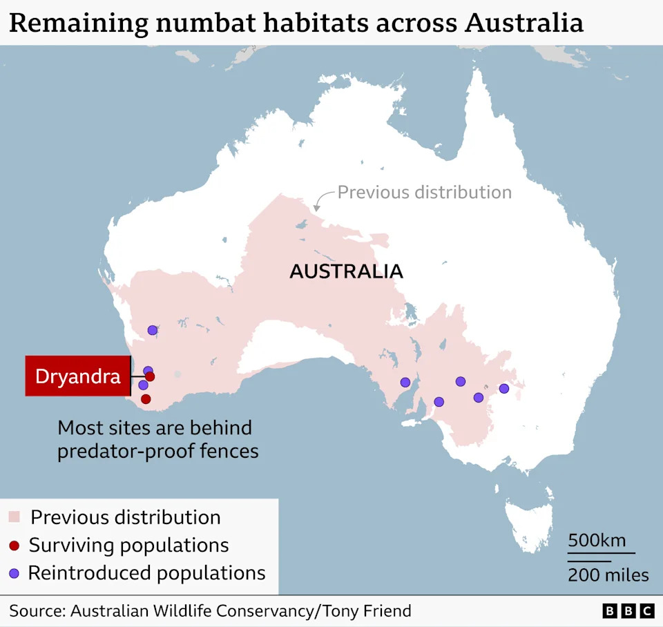 Australija: Žarište Izumiranja — Ali Numbat Donosi Tračak Nade