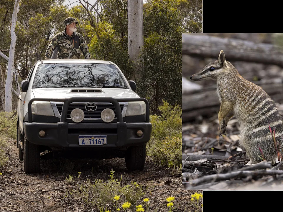 Australija: Žarište Izumiranja — Ali Numbat Donosi Tračak Nade