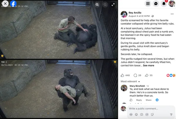 Lažna fotografija gorile “Juliusa” koja 'vrišti za pomoć' — AI, ne incident u azilu
