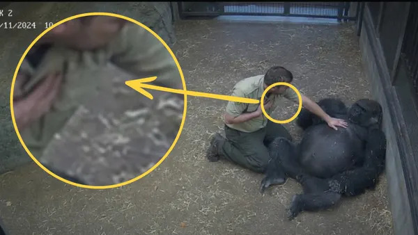 Lažna fotografija gorile “Juliusa” koja 'vrišti za pomoć' — AI, ne incident u azilu