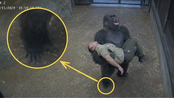 Lažna fotografija gorile “Juliusa” koja 'vrišti za pomoć' — AI, ne incident u azilu