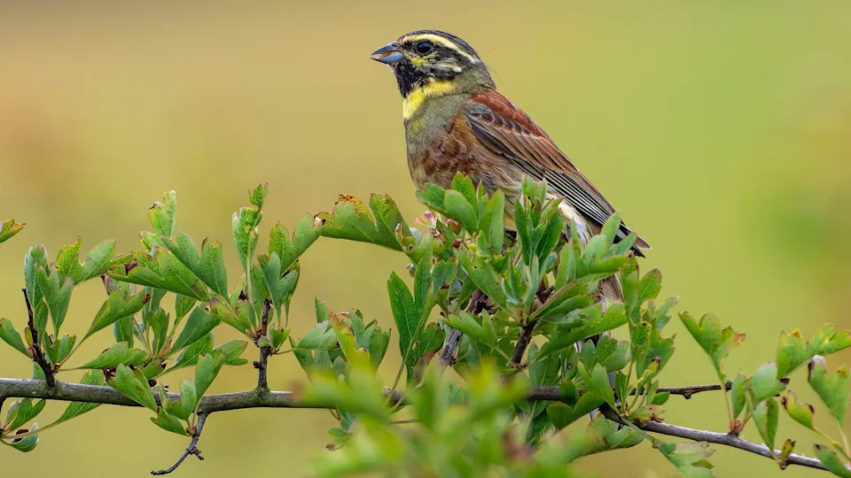 Six Decades of Service: Volunteer Nigel Hewitt’s Role in Saving Cirl Buntings and Other Birds