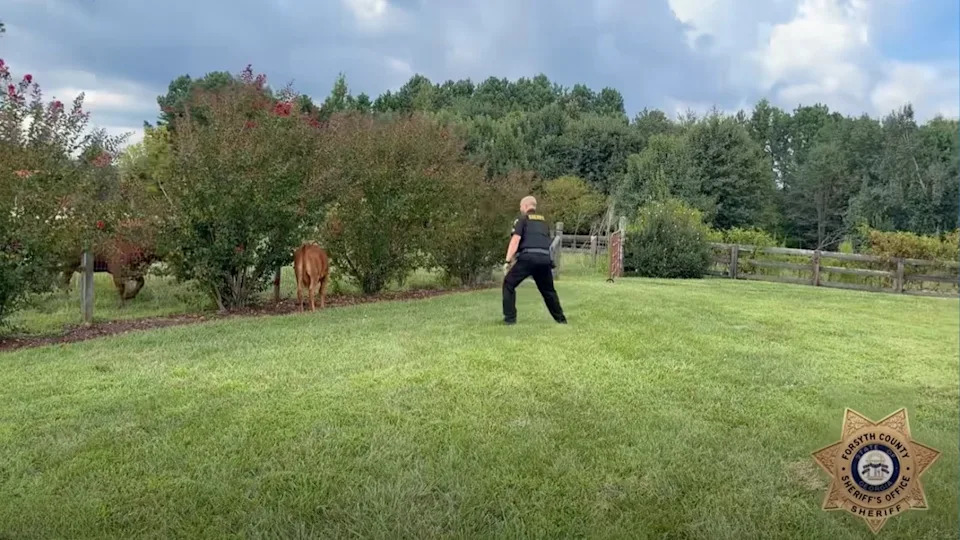 Georgia Deputy Channels 'Inner Cowboy' to Escort Loose Calf Off Busy Hopewell Road