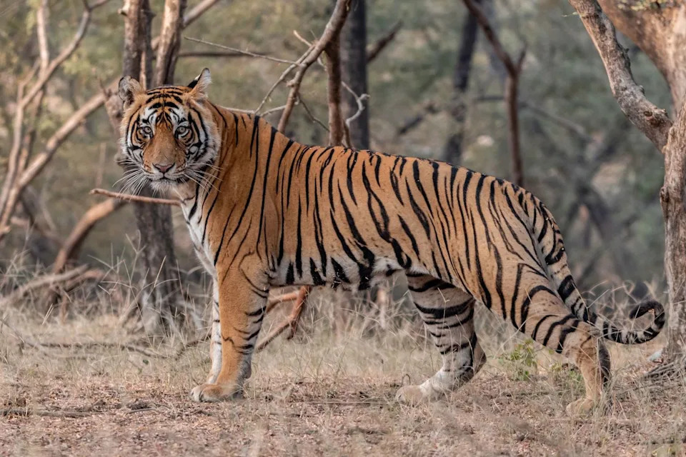 Farmer Found Dead Near Home in Southern India in Suspected Tiger Attack — Search Underway
